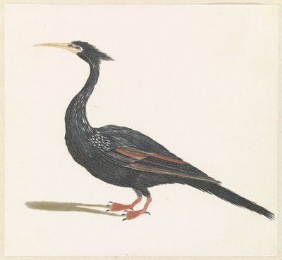 Anhinga da Anonymous