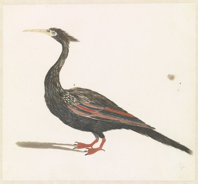 Anhinga da Anonymous