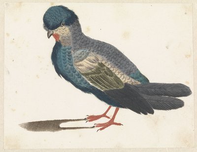 Uccello in piedi verso sinistra, forse un piccione da Anonymous