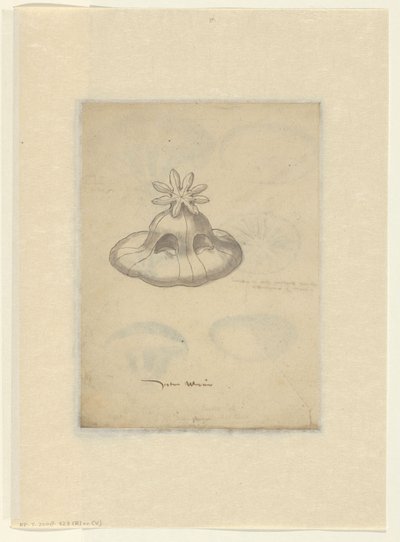 Studio di una medusa da Anonymous