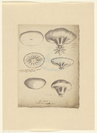Foglio di studio con meduse da Anonymous