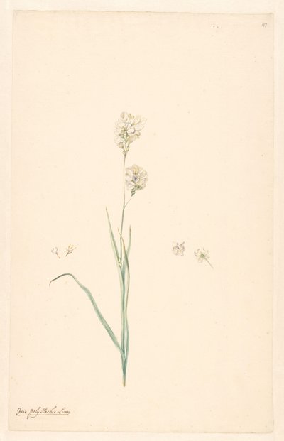 Ramo di Ixia olystachya con dettagli di pistillo e fiore da Anonymous