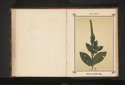 Verbascum Schraderi Meyer da Anonymous