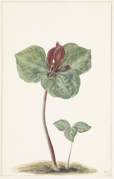 Trillium da Anonymous