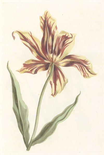 Tulipano da Anonymous