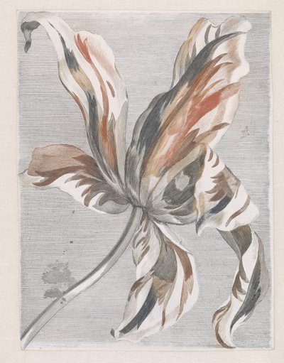 Tulipano da Anonymous