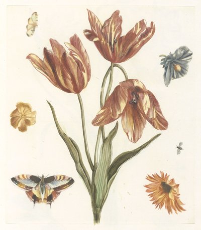 Tulipani, altri fiori, farfalle e una mosca da Anonymous