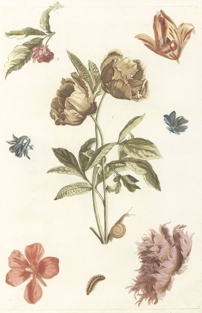Fiori diversi e un bruco da Anonymous