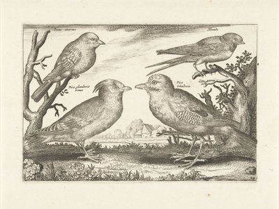 Quattro uccelli da Anonymous