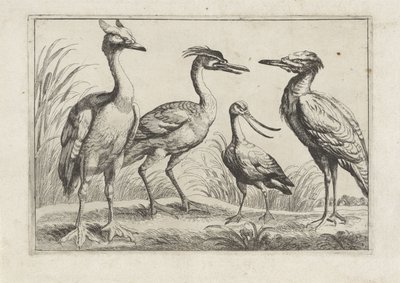 Quattro trampolieri (Diverse specie di uccelli) da Anonymous