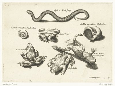Serpente d
