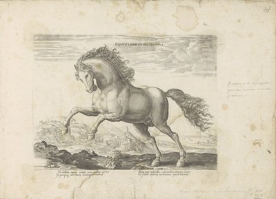 Cavallo selvaggio da Anonymous