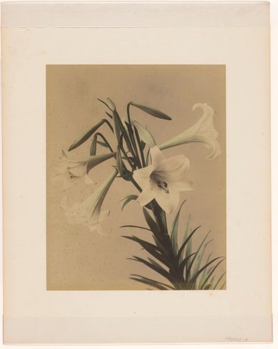 Gigli bianchi da Anonymous