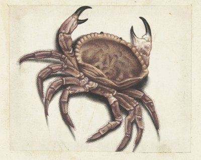 Granchio di mare (Lombard album) da Anonymous