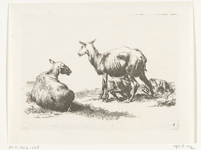 Pecora che allatta con due agnelli (serie: Geiten en schapen naar N.P. Berchem) da Anonymous