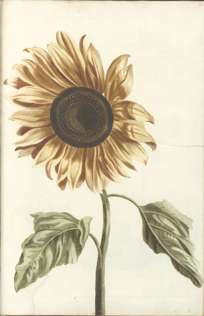 Girasole da Anonymous