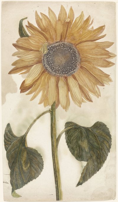 Girasole da Anonymous