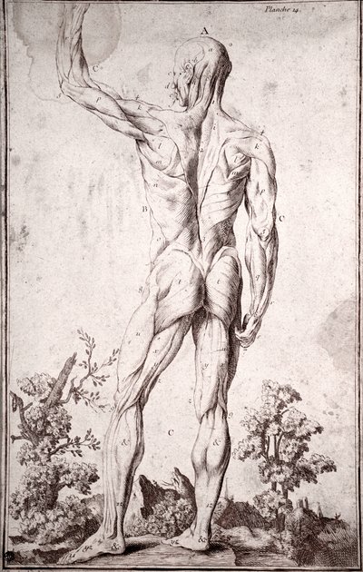 Studio anatomico del sistema muscolare umano da Anonymous Anonymous