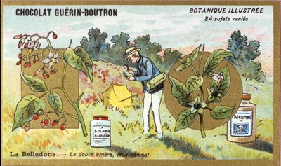 Belladonna: la dolce amara, medicina. Incisione (cromo). Cromolitografia pubblicitaria per i cioccolatini Guerin-Boutron, fine XIX secolo. Serie botanica illustrata da Anonymous Anonymous