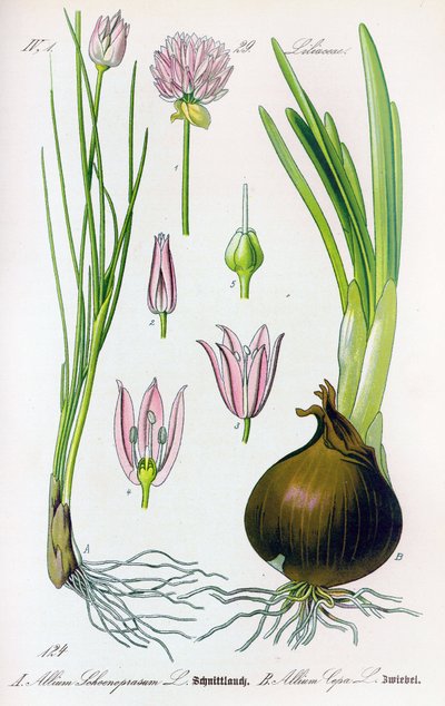 Tavola botanica: Allium schoenoprasum (erba cipollina) e allium cepa (cipolla). Tavola 29. Collezione privata da Anonymous Anonymous