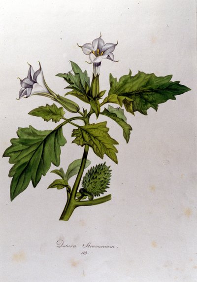Tavola botanica: Datura Stramonium. Incisione in 