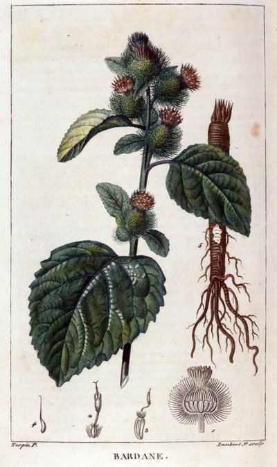 Tavola botanica: bardana (arctium) da Anonymous Anonymous
