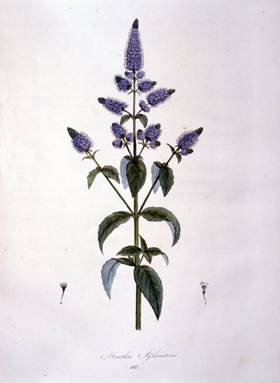 Tavola botanica: menta selvatica (mentha sylvestris). Incisione del XIX secolo da Anonymous Anonymous