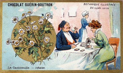 Camomilla: infuso. Incisione (cromo). Cromolitografia pubblicitaria per i cioccolatini Guerin-Boutron, fine XIX secolo. Serie Botanica Illustrata da Anonymous Anonymous