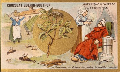 Sambuco: veleno per galline, midollo, infuso. Incisione (cromo). Cromolitografia pubblicitaria per i cioccolatini Guerin-Boutron, fine XIX secolo. Serie botanica illustrata da Anonymous Anonymous
