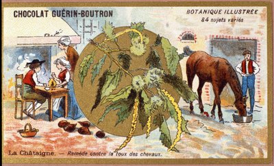 La Chestaigne: rimedio per la tosse dei cavalli. Incisione (cromo). Cromolitografia pubblicitaria per i cioccolatini Guerin-Boutron, fine XIX secolo. Serie botanica illustrata da Anonymous Anonymous
