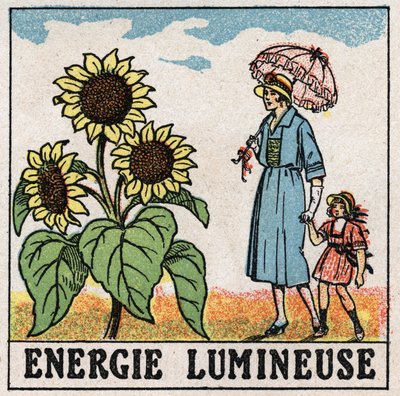 Energia luminosa: il girasole è influenzato dalla luce solare. Illustrazione anonima del 1925. Collezione privata. da Anonymous Anonymous