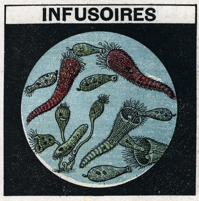 Proiezione della luce: uso di una lanterna di proiezione per osservare gli infusori. Illustrazione anonima del 1925. Collezione privata. da Anonymous Anonymous