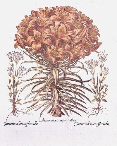 Giglio e centaurea, tedesco da Anonymous Anonymous