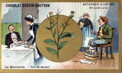 La senape serve come revulsivo (incisione a colori). Cromolitografia pubblicitaria per i cioccolatini Guerin-Boutron, fine XIX secolo. Serie Botanica Illustrata da Anonymous Anonymous