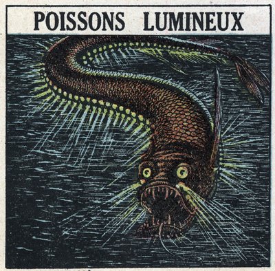 Fosforescenza: pesce luminoso. Illustrazione anonima del 1925. Collezione privata. da Anonymous Anonymous