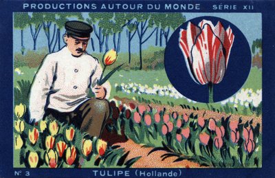 Produzioni nel mondo: tulipano in Olanda. Cromolitografia del 1933 in "Album Joseph-Milliat" da Anonymous Anonymous