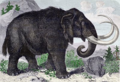 Rappresentazione di un mammut. Ricostruito dopo le scoperte di Adams, membro dell