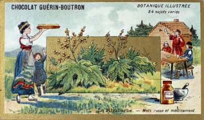 Rabarbaro: cibo e medicina russa (incisione a colori). Cromolitografia pubblicitaria per i cioccolatini Guerin-Boutron, fine XIX secolo. Serie Botanica Illustrata da Anonymous Anonymous