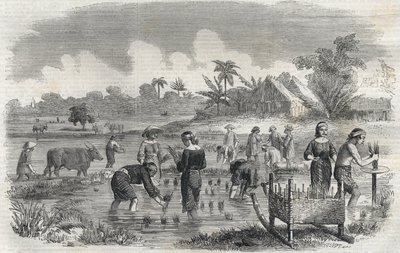 Coltivazione del riso a Manila nelle Filippine nel 1864. Incisione anonima. Collezione privata. da Anonymous Anonymous