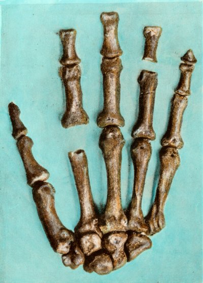 Mano destra di uno scheletro di donna dal sito preistorico di Ferrassie in Dordogna risalente al periodo Paleolitico medio. Incisione. Collezione privata da Anonymous Anonymous