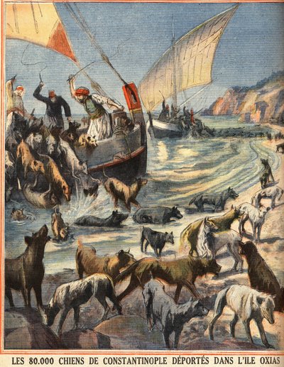 Gli 80.000 cani randagi di Costantinopoli (Istanbul, Turchia) partono per l