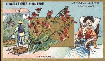 Il digitale. Incisione (cromo). Cromolitografia pubblicitaria per i cioccolati Guerin-Boutron, fine XIX secolo. Serie botanica illustrata. da Anonymous Anonymous