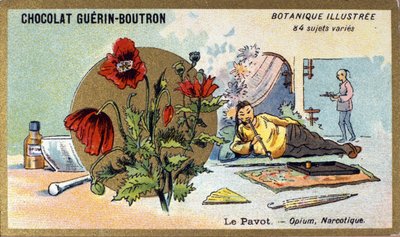 Il papavero: oppio, narcotico (incisione a colori). Cromolitografia pubblicitaria per i cioccolatini Guerin-Boutron, fine XIX secolo. Serie Botanica Illustrata da Anonymous Anonymous