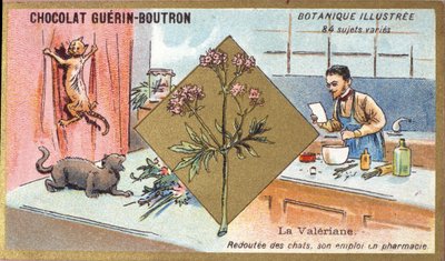 Valeriana: paura dei gatti, il suo impiego in farmacia. Incisione (cromo). Cromolitografia pubblicitaria per i cioccolatini Guerin-Boutron, fine XIX secolo. Serie botanica illustrata da Anonymous Anonymous