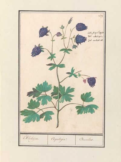 Aquiliegia (Aquilegia) da Anselmus Boëtius de Boodt