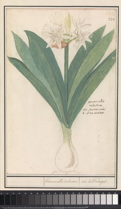 Amaryllis (Hippeastrum) da Anselmus Boëtius de Boodt