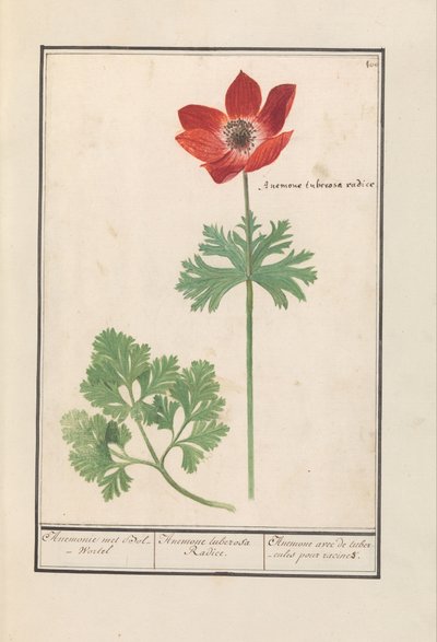 Anemone da Anselmus Boëtius de Boodt