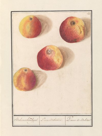 Mela boema (Malus domestica) da Anselmus Boëtius de Boodt