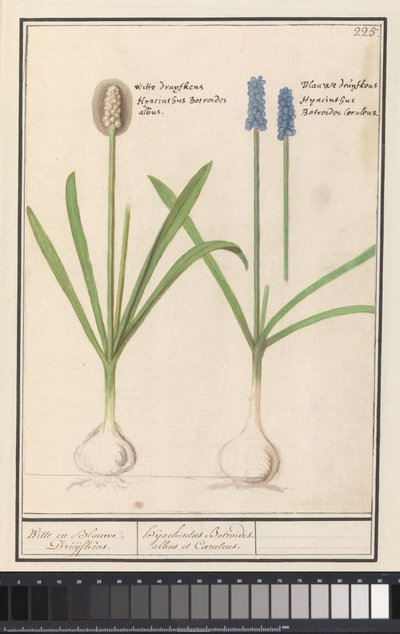 Uva blu e bianca (Muscari botryoides) da Anselmus Boëtius de Boodt