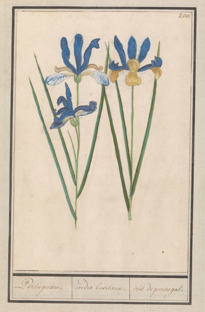 Iris blu (Iris sibirica) da Anselmus Boëtius de Boodt